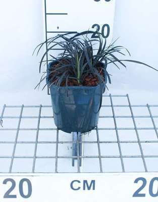 Ophiopogon plan. 'Niger'
