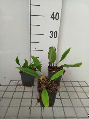 Orontium aquaticum
