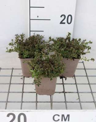 Origanum vulg. 'Compactum'