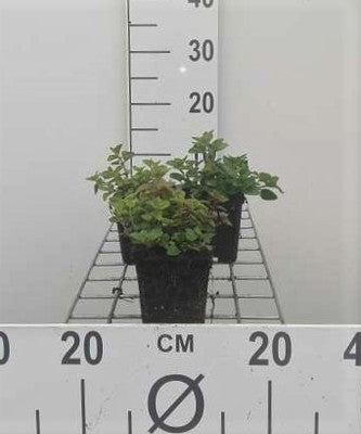 Origanum vulgare