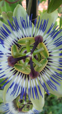Passiflora caerulea