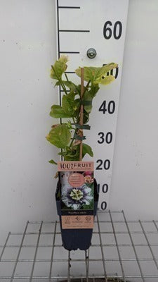 Passiflora edulis