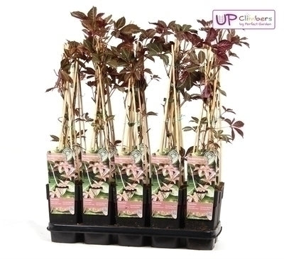 Parthenocissus henryana