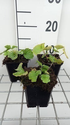 Pachyphragma macrophyllum