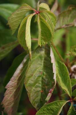Parthenocissus quinq. 'Engelmannii'