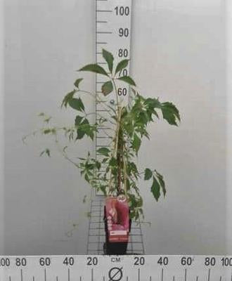 Parthenocissus quinq. 'Engelmannii'