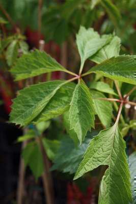 Parthenocissus quinquefolia