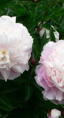 Paeonia lact. 'Shirley Temple' (d)