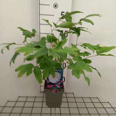 Paeonia suff. wit/blanc