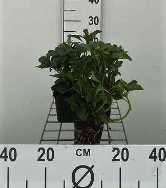 Pachysandra terminalis