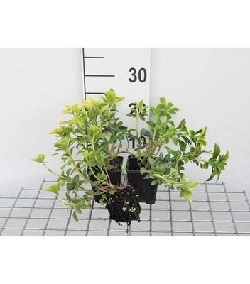 Pachysandra term. 'Green Sheen'