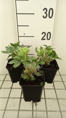 Pachysandra term. 'Variegata'