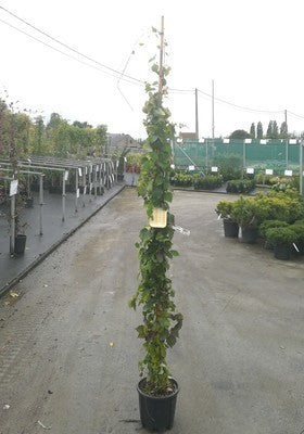 Parthenocissus tr. 'Veitchii'