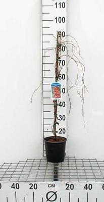 Parthenocissus tr. 'Veitchii'