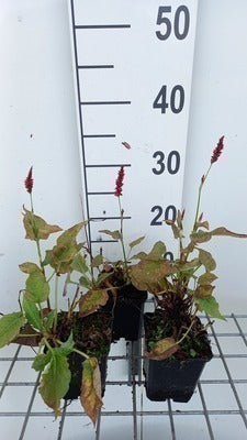 Persicaria ampl. 'Anne's Choice'®