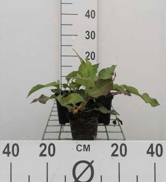 Persicaria ampl. 'Alba'