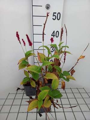 Persicaria ampl. 'Amethyst'®