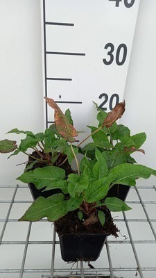 Persicaria ampl. 'Blackfield'®