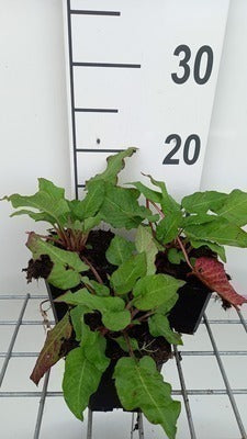 Persicaria ampl. 'J.s. Caliente'®