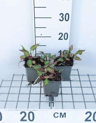 Persicaria ampl. 'J.s. Calor'®
