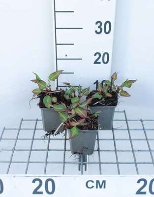 Persicaria ampl. 'J.s. Calor'®