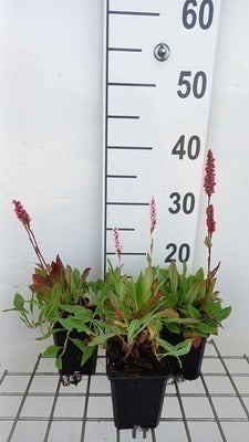 Persicaria aff. 'Dimity'