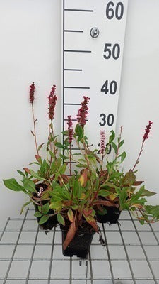 Persicaria aff. 'Donald Lowndes'