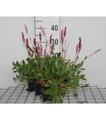 Persicaria aff. 'Darjeeling Red'