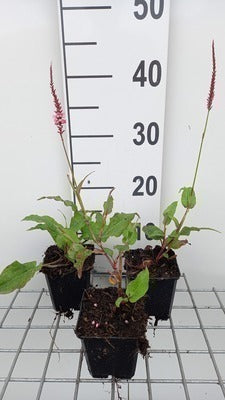 Persicaria ampl. 'Fascination'