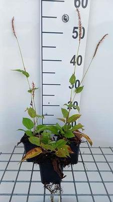 Persicaria ampl. 'Fat White'
