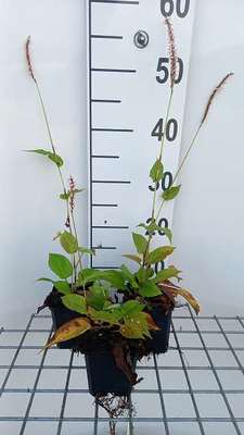 Persicaria ampl. 'Fat White'