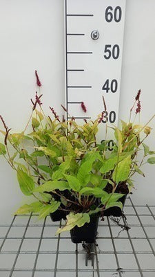 Persicaria ampl. 'Golden Arrow'