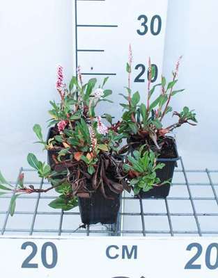 Persicaria aff. 'Kabouter'