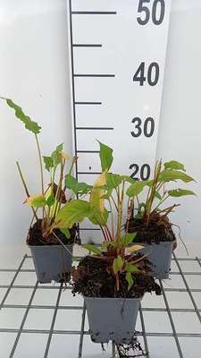 Persicaria ampl. 'Lisan'