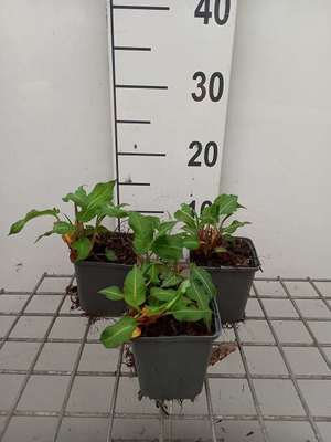 Persicaria ampl. 'Js Misty Morning'