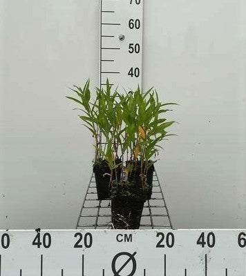 Persicaria amphibia (= polygonum amphibia)