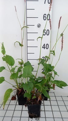 Persicaria ampl. 'Rowden Gem'