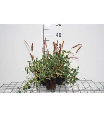 Persicaria aff. 'Superba'