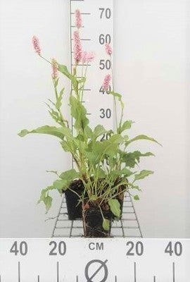 Persicaria bist. 'Superba' (='latifolium')