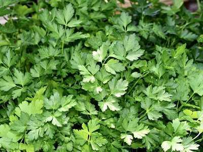 Petroselinum crisp. 'Neapolitanum'