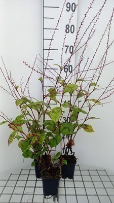 Persicaria filiformis