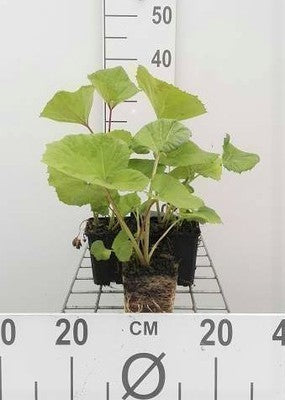 Petasites hybridus (=officinalis)