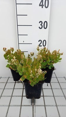 Persicaria hybr. 'Kahil' (=tortuosa)