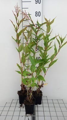 Persicaria polymorpha