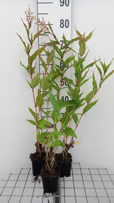 Persicaria polymorpha