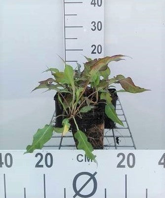 Persicaria ampl. 'Dark Red'