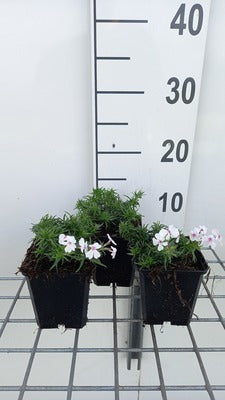 Phlox (s) 'Amazing Grace'