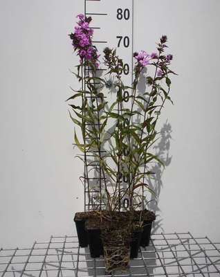 Phlox (m) 'Alpha'