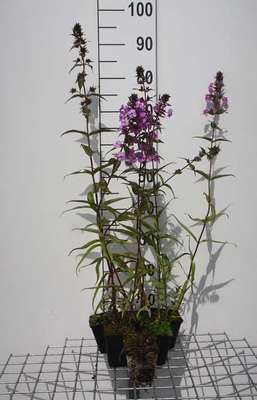 Phlox (p) 'Amethyst'