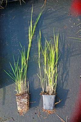 Phragmites australis